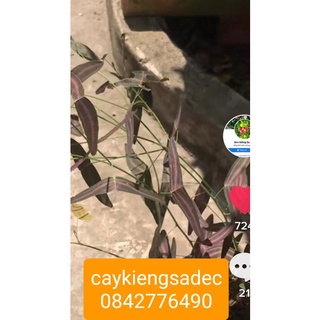 Caykiengsadec- Chuồn chuồn+ tặng phân bón