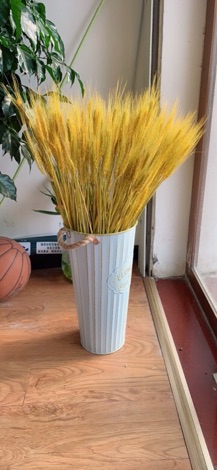 Bông lúa mạch khô (oder)