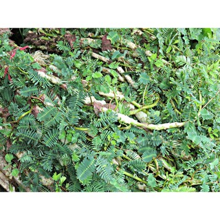 Hạt giống rau nhút Rado 408 - gói 1g