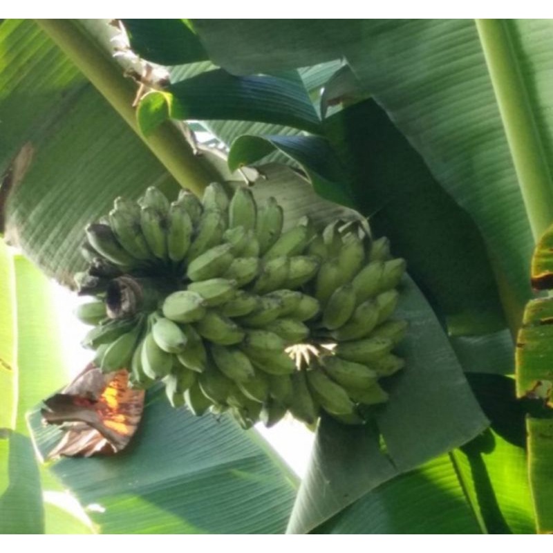 2Kg-Chuối sáp vàng cơm Bến Tre đặc sản