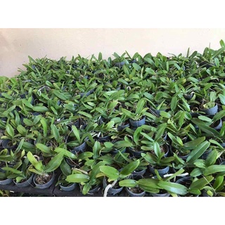 Phong lan hoàng nhạn tháng 8