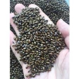 Combo 10kg hạt muồng cho bé chơi xúc cát