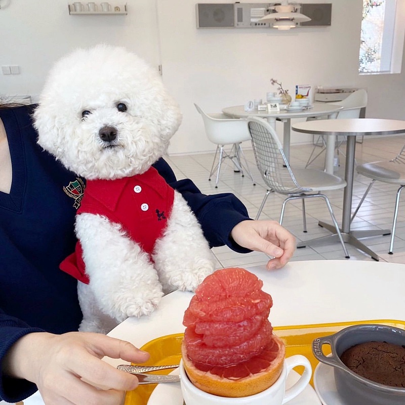 Áo Thun Ba Lỗ Thời Trang Xuân Hè Cho Thú Cưng