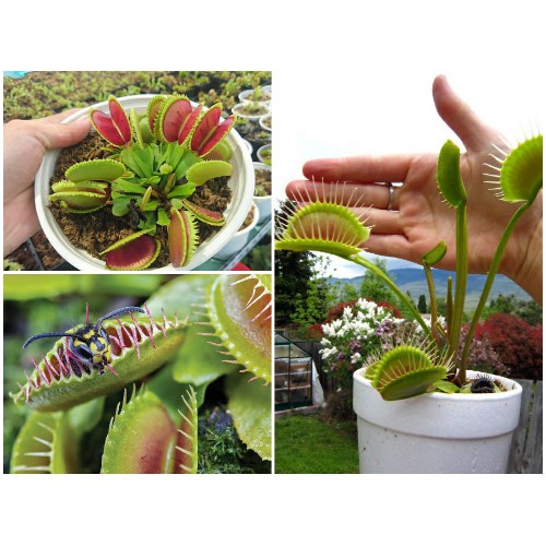 Hạt giống Bẫy Kẹp Flytrap