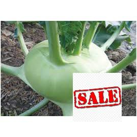 Gói 100 hạt giống xu hào xanh  SALE