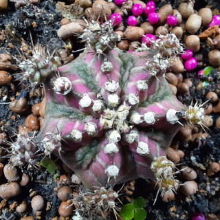 Xương rồng Gymno T-Lux -  Gymnocalycium T-Lux (3.1cm - 3.5cm)_( Vườn xương rồng EXOTICACTUS )