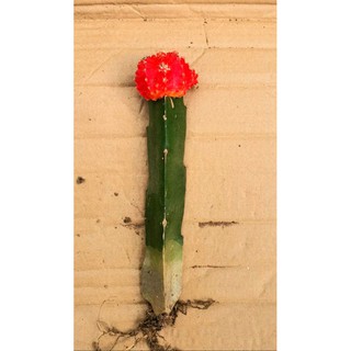 Combo 3 Cây Xương Rồng Ghép Đỏ Vàng Bóng Đơn Siêu Đẹp Dễ Chăm