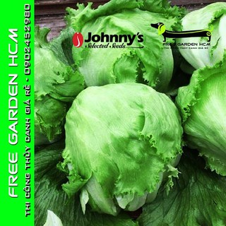 COMBO 500 HẠT GIỐNG XÀ LÁCH CRISPINO – Johnny’s Seed – Mỹ