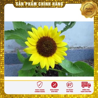 Bộ gói hạt giống Hướng dương