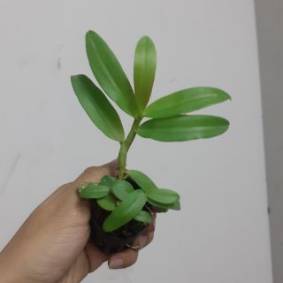 Trầm tím Thái Lan