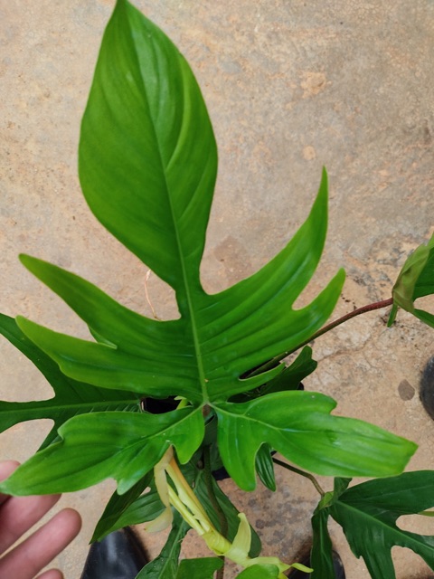 Trầu bà cánh én - Philodendron Florida ghost