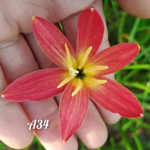 Củ hoa huệ mưa Thái lan mã A34 màu hồng đào, bông to, thơm nhẹ, đẻ khỏe - Củ hoa tóc tiên ngoại