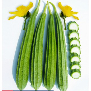 5 hạt giống mướp khía