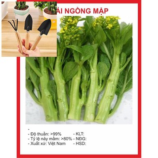 Hạt giống cải ngồng mập 15gr ~4000 hạt tặng bộ làm vươn mini