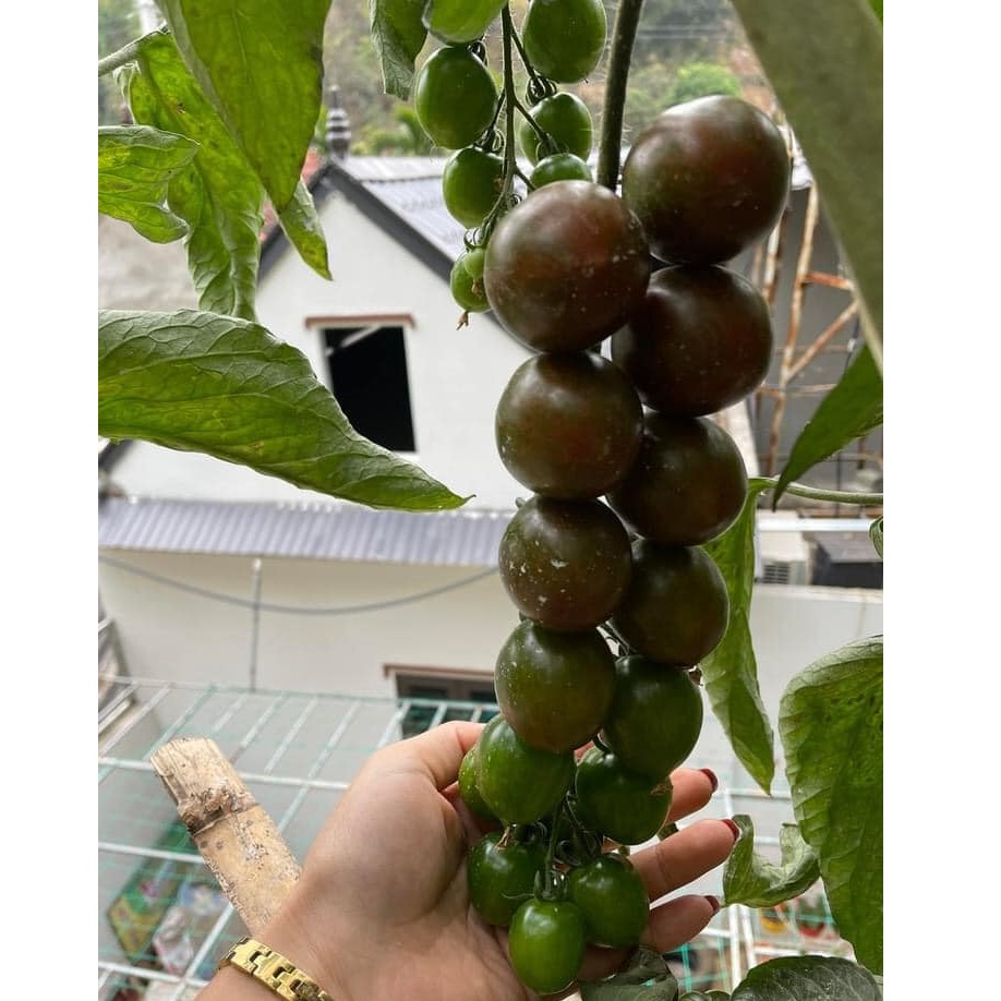 Hạt giống cà chua trái cây - cà chua bi socola giòn ngọt, chịu nhiệt tốt - hạt giống nhập khẩu Israel