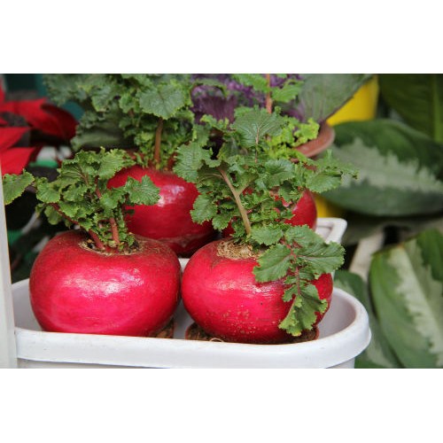 Bán buôn Hạt Giống Củ Cải Đỏ Khổng Lồ ( 10 Hạt) bao đẹp