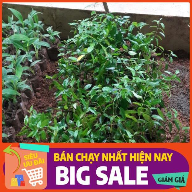 5 cây giống Thìa canh Chuẩn giống F1