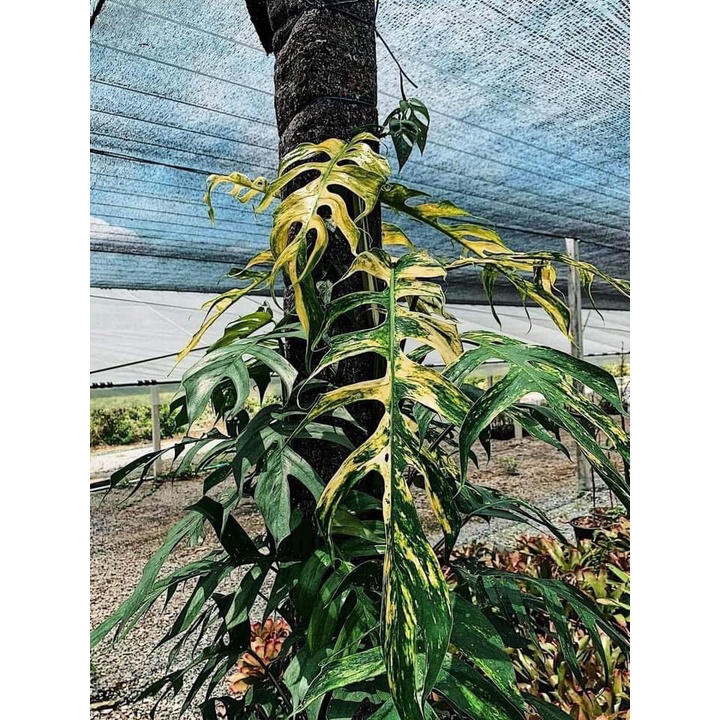 Phân tan chậm thông minh 150g Rynan 220 NPK 12-12-20 dùng cho các loại hoa cây trồng kiểng lá cây ăn quả