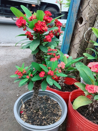 Xương Rồng Bát Tiên Kim Cương 20-30cm