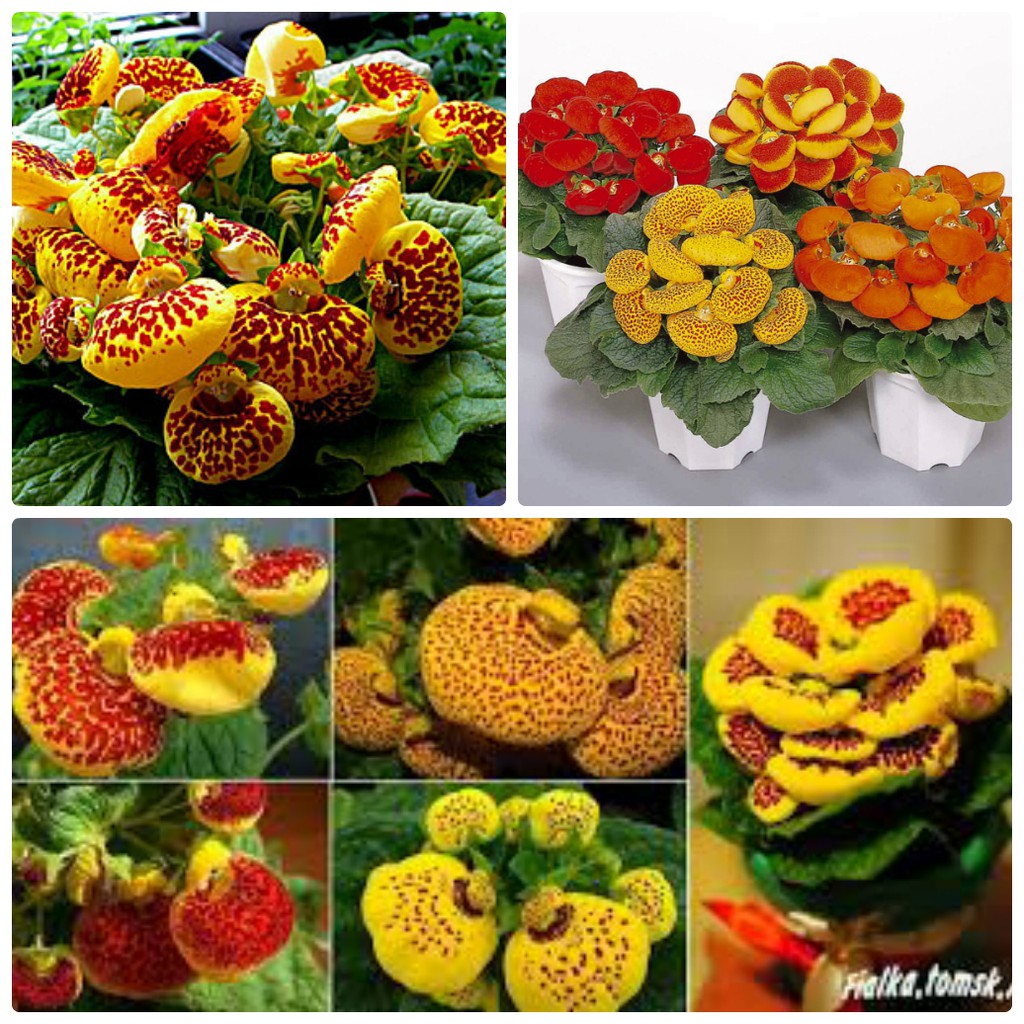 50 Hạt giống Hoa Huyền Sâm Mix 