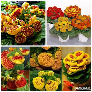50 hạt giống hoa huyền sâm mix