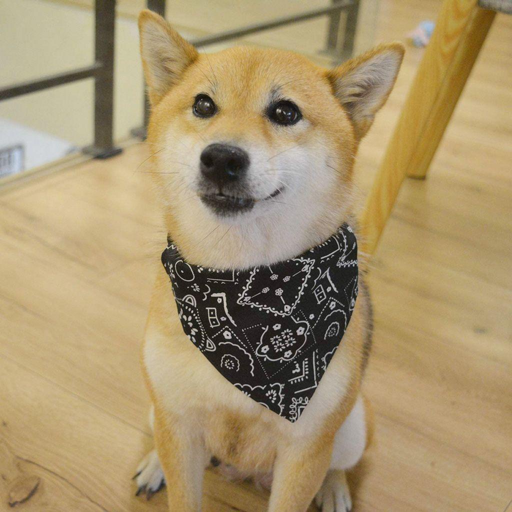 Khăn Choàng Cổ Trọng Lượng Nhẹ Thoải Mái Dành Cho Chó Mèo Cỡ Nhỏ