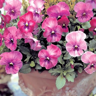 Hạt giống hoa Pansy Ocean Blue
