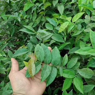 cây nho thân gỗ đỏ 12 vụ cây giống nho thân gỗ