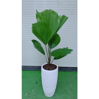 Chậu cây cọ nhật