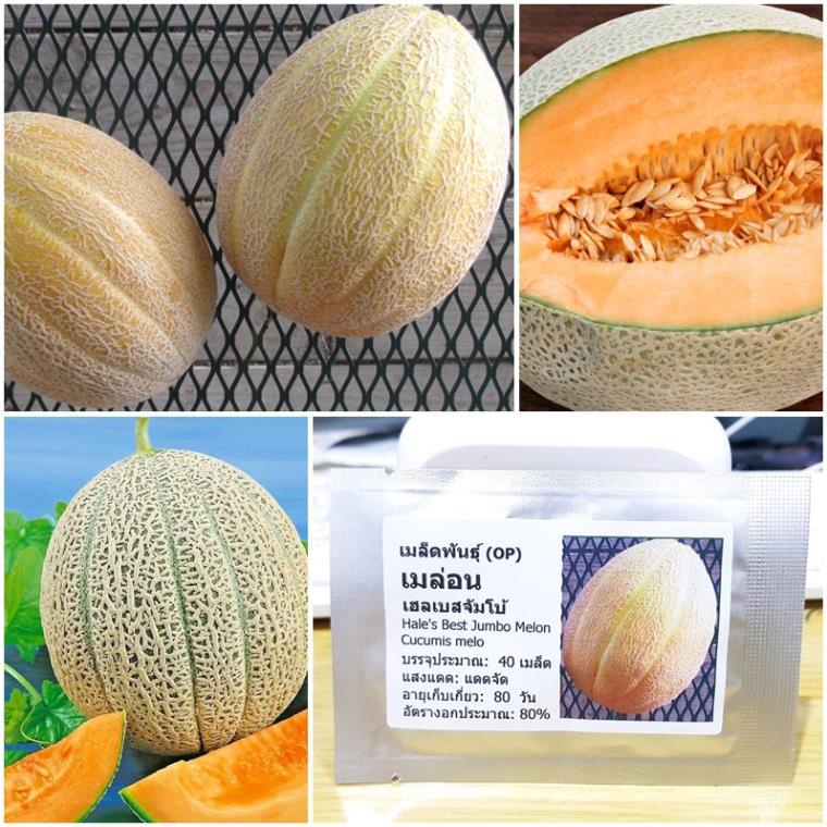 hạt giống dưa lưới thái lan 20 hạt