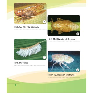Thuốc đặt trị rầy NITENPYRAM 50% - Diệt sạch rầy