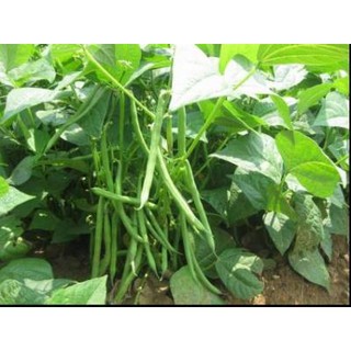 Hạt giống Đậu Cove Bụi Cao Sản hạt trắng – 50gram, Kháng Bệnh Tốt