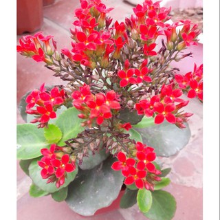 Cây hoa sống đời đơn