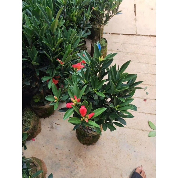 trà tứ quý hoa đơn và hoa kép