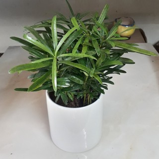 Cây Vạn Niên Tùng Để Bàn