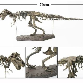 Mô hình bộ xương khủng long bạo chúa. size 70cm. Thích hợp cho trưng bày hoặc làm quà tặng.