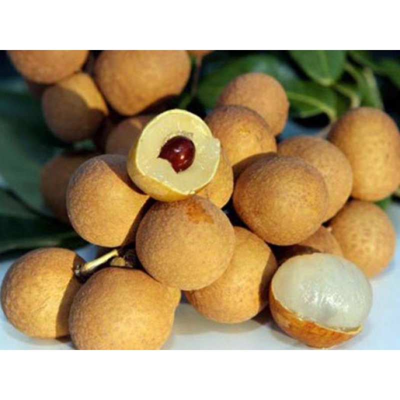 2 kg Nhãn Bắc cơm dày, ngọt thơm