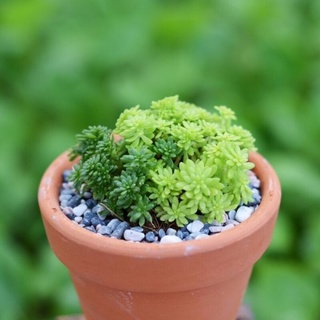 Sen đá sedum vàng/xanh