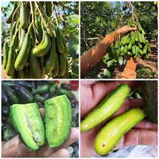 Cây giống bơ ngón tay loka