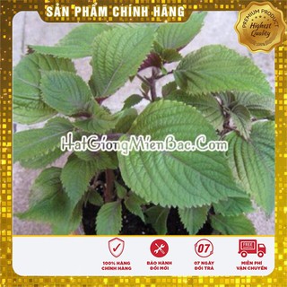 Hạt Giống Tía Tô(2gr)