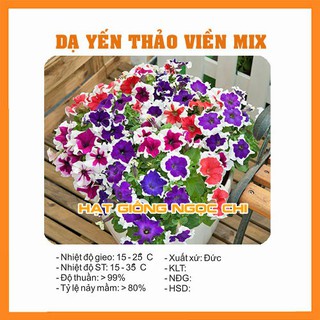 Hạt giống hoa dạ yến thảo viền f1 - 10 hạt