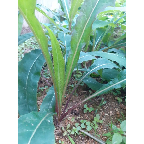 Cây giống bồ công anh 1 cây.