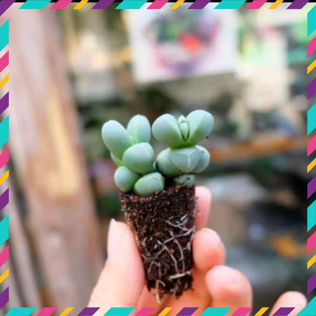- SEN ĐÁ LÁ TIM SIZE MINI ( DỄ TRỒNG, ĐÃ THUẦN KHÍ HẬU)