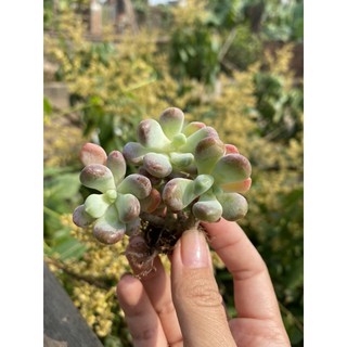 Sen đá sỏi Hồng cam gốc thụ mini