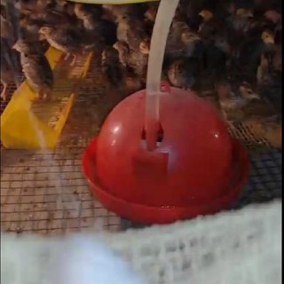 Máng uống tự động cho gà con
