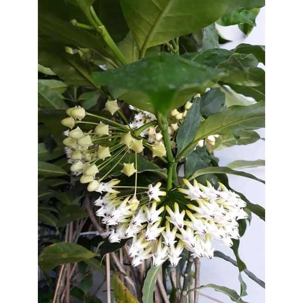 Cẩm cù hoa mũi tên