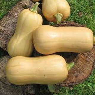 Hạt giống Bí ngô mỹ da vàng lai F1 Penia 353 RD gói 5 hạt