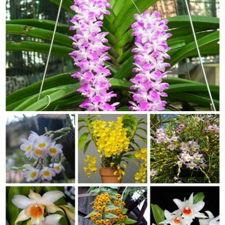 8 loại hoa phong lan rừng