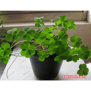 Hạt Giống Cỏ Các Loại Dễ Gieo - 1 Gói