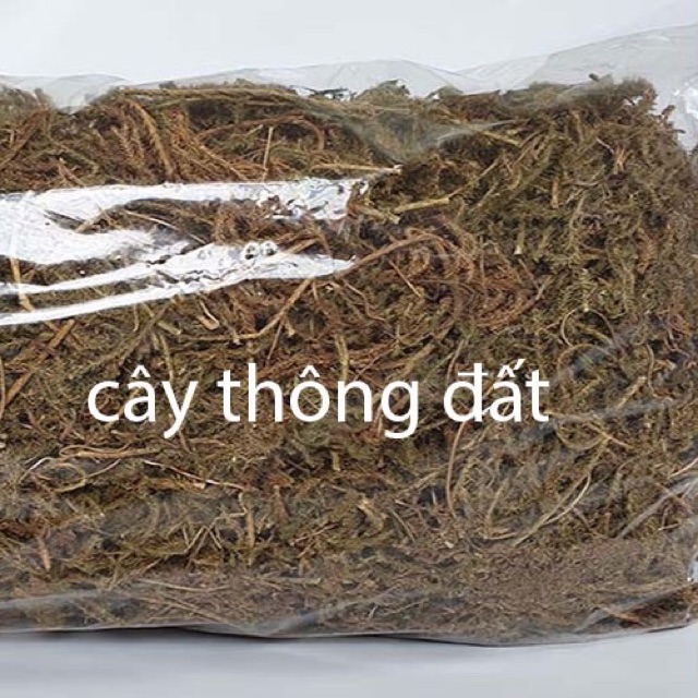 Cây thông đất khô hàng chuẩn xịn nhất 1 kg